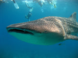 SWIM WITH THE WHALE SHARK (Seasonal )