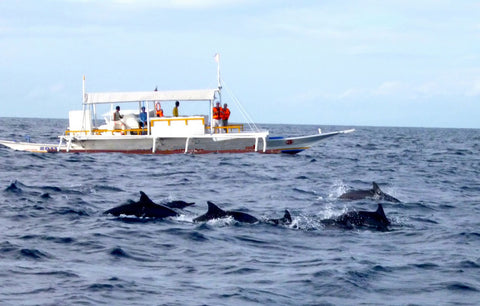 DOLPHIN WATCHING (Seasonal)