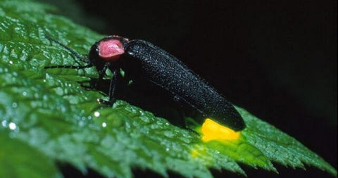 FIREFLY WATCHING