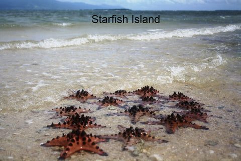 HONDA BAY ISLANDS TOUR