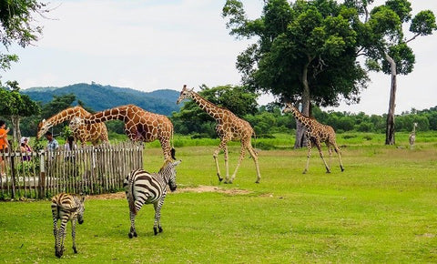 CALAUIT SAFARI WITH BUSUANGA BAY ISLAND HOPPING TOUR