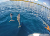 DOLPHIN WATCHING (Seasonal)