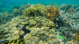 CORON REEFS & WRECKS TOUR