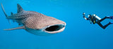 SWIM WITH THE WHALE SHARK (Seasonal )