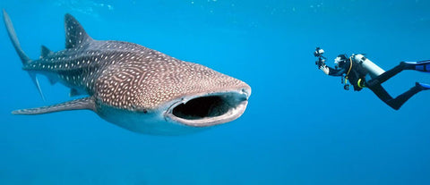 SWIM WITH THE WHALE SHARK (Seasonal )